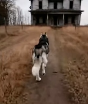 A2104001 Leopard stole kitten helpless tied cat, but huskies (Part 2)