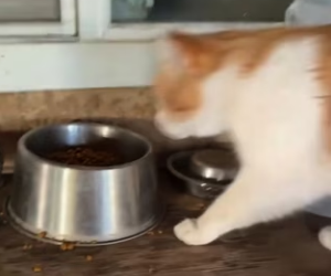 R0104012 noticed dirty stray cat staring at me outside door (Part 2)