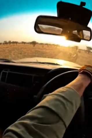 Rescued Mother Lion (Part 2)