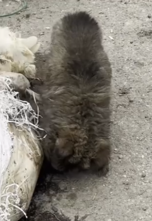 M2204006 Basura, ratas lodo así fue mi vida desde que abrí mis ojos al (Part 2)