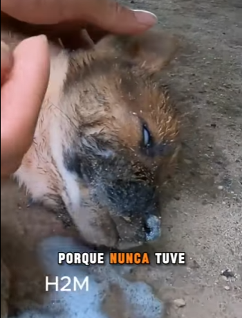 M2204008 Your lifestyle is your choice. Their heartbeat is your responsibility (Part 2)