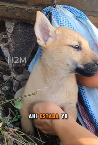 M2204007 Luxury lasts a moment. Impact lasts forever (Part 2)