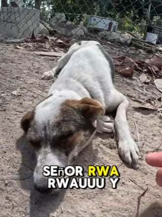 M2204002 A designer belt vs. A lifeline for the forgotten (Part 2)