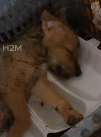 M2204010 A new gadget counts steps. This rescue counts heartbeats (Part 2)