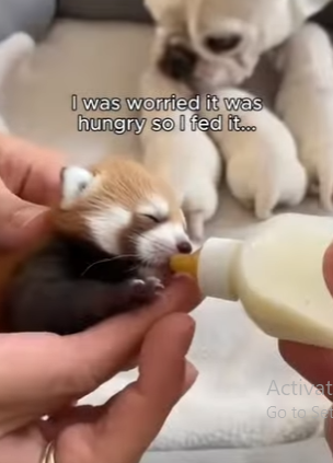 F0304011 Katy Perry would see the Firework in this dog’s eyes (Part 2)