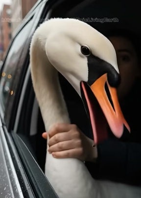 V2204007 He freed swan trapped in fence, decided to keep it then.. (Part 2)