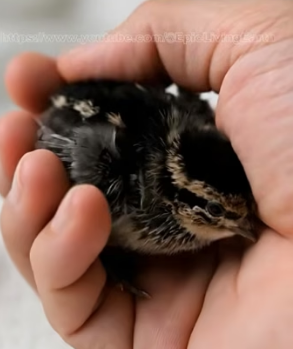 V2204010 never expected quail on ground day. took it home, then…(Part 2)