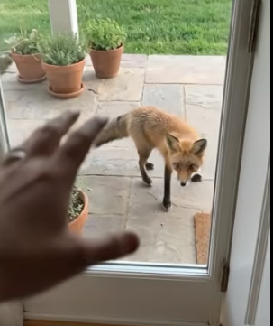 V2204006 A $1,000 suit covers a body. A rescue covers a broken heart (Part 2)