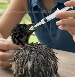 V2204008 never imagined striped chick would become giant bird (Part 2)