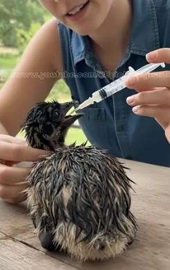 V2204008 never imagined striped chick would become giant bird (Part 2)