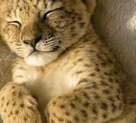V2204009 Man found lost lion cub in his (Part 2)