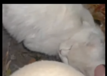 N2104010 Stray Cat leads people to visit his own House (Part 2)