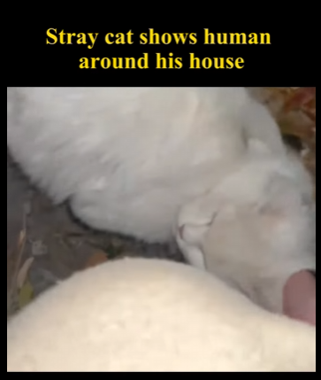 N2104010 Stray Cat leads people to visit his own House (Part 2)
