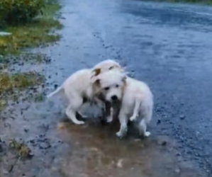 Y2104004 kind hearted Old man rescue poor puppies in rain on road side…(Part 2)