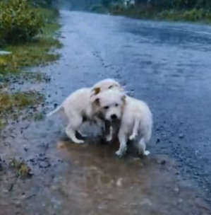 Y2104004 kind hearted Old man rescue poor puppies in rain on road side…(Part 2)