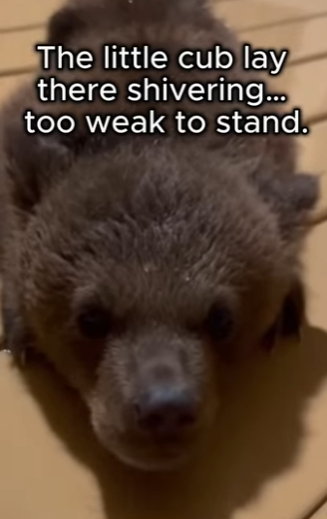 F0304005 Left to rot in a box. Justin Bieber wouldn’t believe his eyes (Part 2)