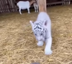 F2404002 Found White Tiger Cub at my farm (Part 2)