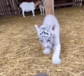 F2404002 Found White Tiger Cub at my farm (Part 2)