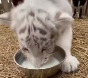 F2404002 Found White Tiger Cub at my farm (Part 2)