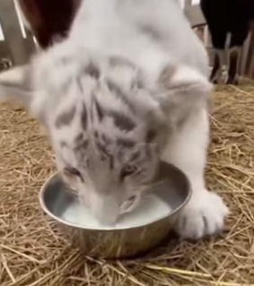 F2404002 Found White Tiger Cub at my farm (Part 2)