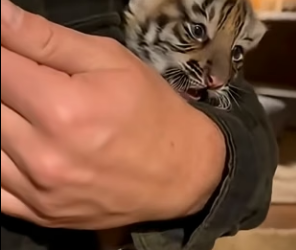 F2404001 Tiger Mother Leave Her Baby On Our Door step (Part 2)