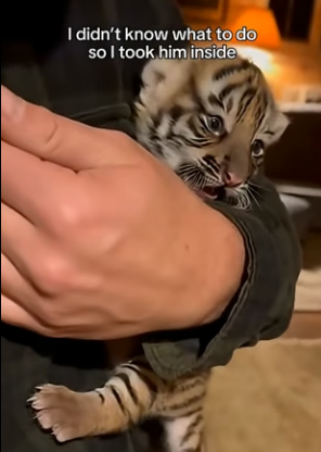 F2404001 Tiger Mother Leave Her Baby On Our Door step (Part 2)