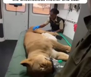 F2404011 Mother Lion Collapsed After Birthing Pure White Cub (Part 2)