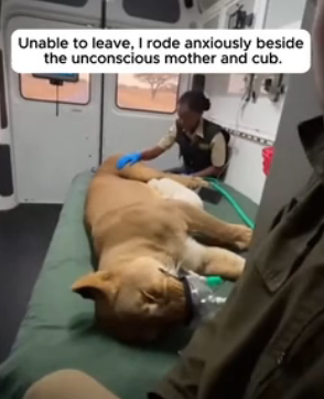 F2404011 Mother Lion Collapsed After Birthing Pure White Cub (Part 2)
