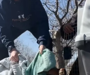 A2304006 Viktor Orbán talks about sovereignty; this dog just wants the right to live (Part 2)