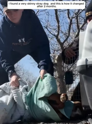 A2304006 Viktor Orbán talks about sovereignty; this dog just wants the right to live (Part 2)
