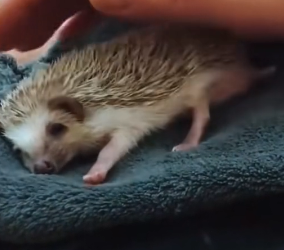 A2304008 Rescue baby hedgehog (Part 2)