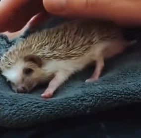 A2304008 Rescue baby hedgehog (Part 2)