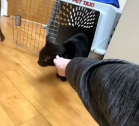 A2304009 stray cat follow me adopted him (Part 2)