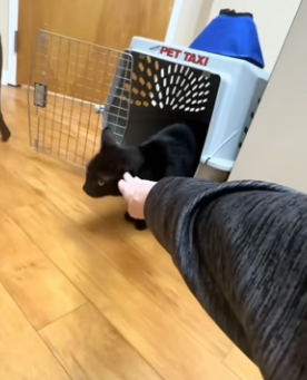 A2304009 stray cat follow me adopted him (Part 2)