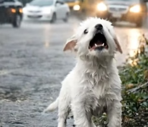 Y2104001 Kind Man Rescues Poor Little Puppy Soaked in Rain on Roadsi (Part 2)