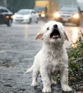 Y2104001 Kind Man Rescues Poor Little Puppy Soaked in Rain on Roadsi (Part 2)
