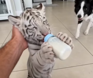The white tiger mother suddenly gave her baby to us (Part 2)