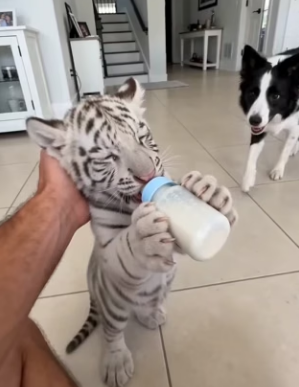 The white tiger mother suddenly gave her baby to us (Part 2)