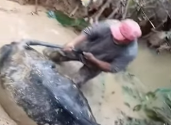 R2404012 porque será que el hombre le muerde la cola la vaca (Part 2)