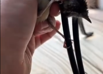 R2404001 amoalosanimales amorpuro (Part 2)