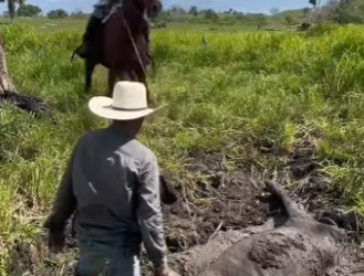 R2404008 la vaquita mas viejita del rancho había quedado atrapada en el lodo (Part 2)
