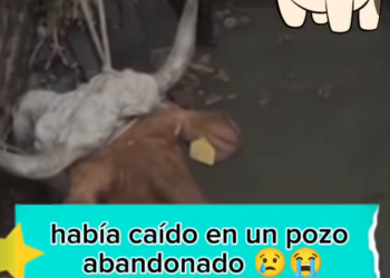 R2404010 nunca se rindió lucho por su vida por la vida de su Cria (Part 2)