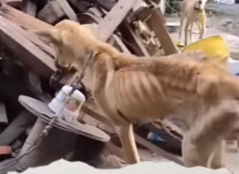 R2404003 Nunca adoptes un animalito si lo vas tener en estas condiciones (Part 2)