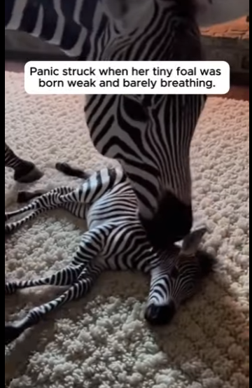 F0304001 Kanye West would be speechless watching this recovery (Part 2)