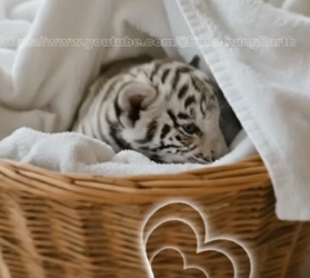 V2404006 Newborn white tiger cub left by its mother found family then (Part 2)