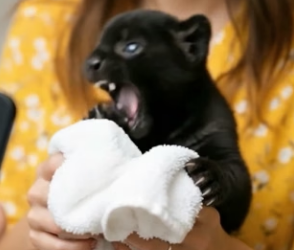 V2404004 He found helpless black jaguar cub beneath rock near river then…(Part 2)