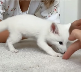 V2404002 found helpless newborn white fox pup under an old rural shed then…(Part 2)