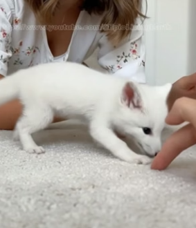 V2404002 found helpless newborn white fox pup under an old rural shed then…(Part 2)