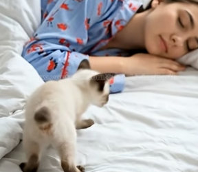 V2404005 Woman spotted tiny Siamese kitten sheltering under car, rescued it, then (Part 2)