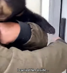 F2802007 wounded mother left her cub at my door (Part 2)